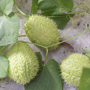 CHAYOTE (ZUCCHINA SPINOSA),  SECHIUM EDULE, CUCURBITACEAE - 0502