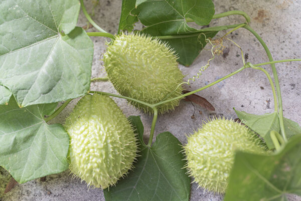 CHAYOTE (ZUCCHINA SPINOSA),  SECHIUM EDULE, CUCURBITACEAE - 0502