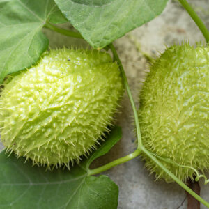 CHAYOTE (ZUCCHINA SPINOSA),  SECHIUM EDULE, CUCURBITACEAE - 0503