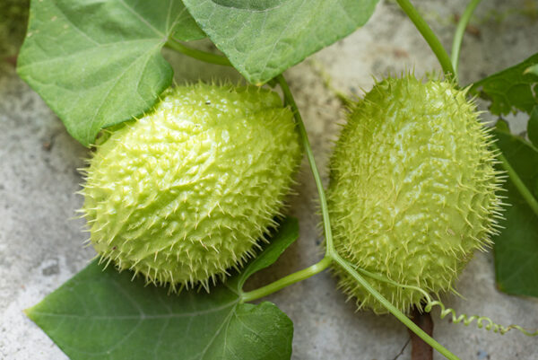CHAYOTE (ZUCCHINA SPINOSA),  SECHIUM EDULE, CUCURBITACEAE - 0503