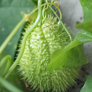 CHAYOTE (ZUCCHINA SPINOSA),  SECHIUM EDULE, CUCURBITACEAE - 0505
