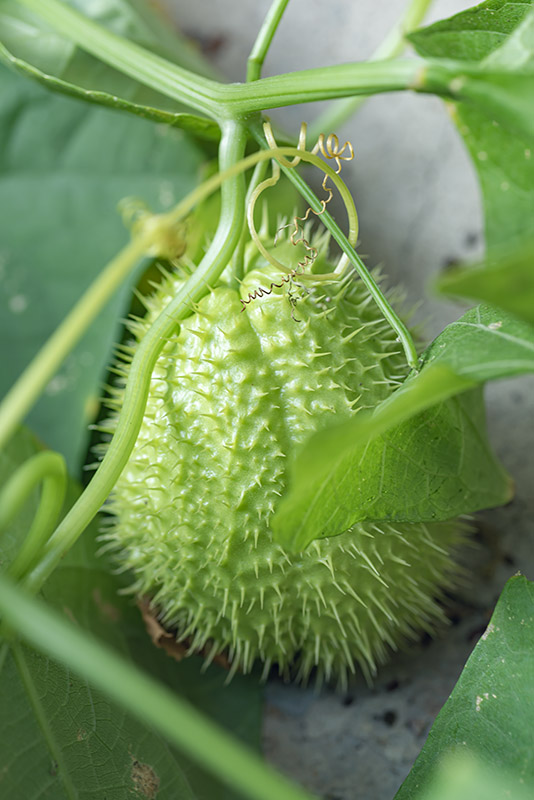 CHAYOTE (ZUCCHINA SPINOSA),  SECHIUM EDULE, CUCURBITACEAE - 0505