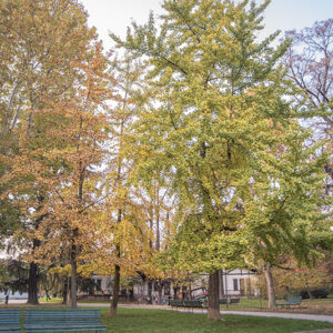 GINKO BILOBA, GINKGOACEAE - 0506