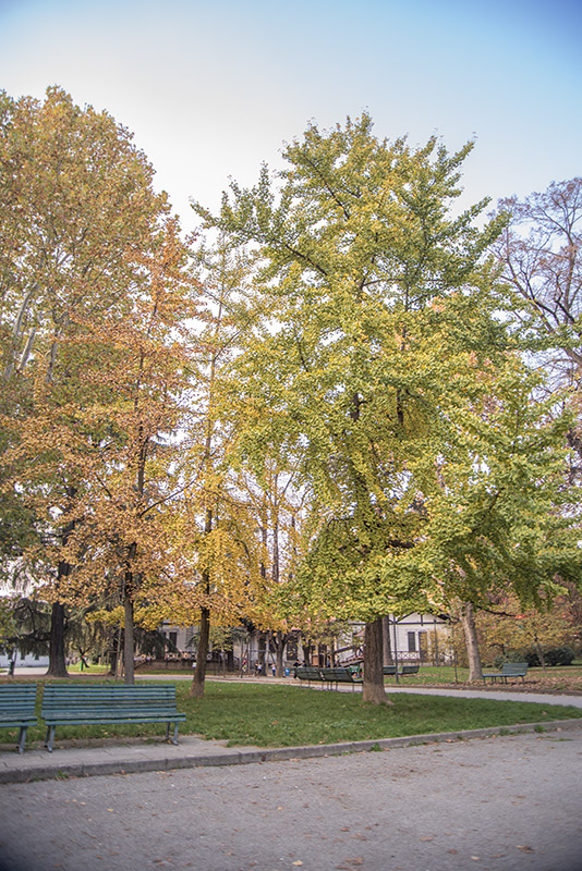 GINKO BILOBA, GINKGOACEAE - 0506