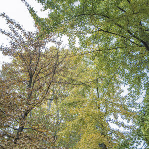 GINKO BILOBA, GINKGOACEAE - 0507