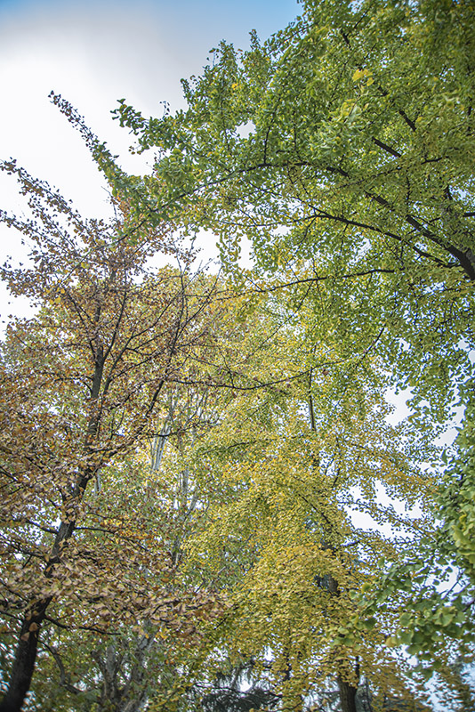GINKO BILOBA, GINKGOACEAE - 0507