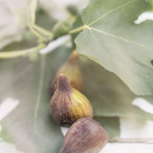 FICHI - 3916