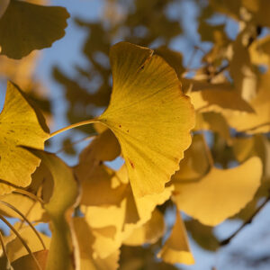 FOGLIE (autunno) di GINKO BILOBA - GINKO BILOBA, GINKGOACEAE - 8496