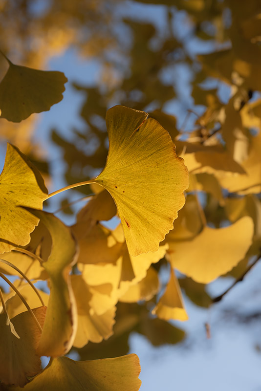 FOGLIE (autunno) di GINKO BILOBA - GINKO BILOBA, GINKGOACEAE - 8496 - immagine 1