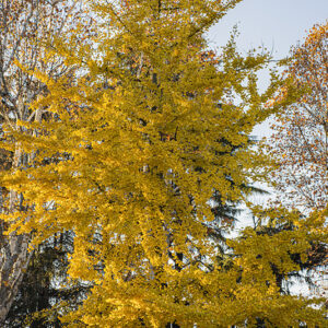 GINKO BILOBA, GINKGOACEAE - 8497