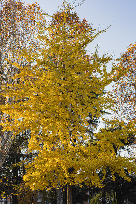 GINKO BILOBA, GINKGOACEAE - 8497 - immagine 1