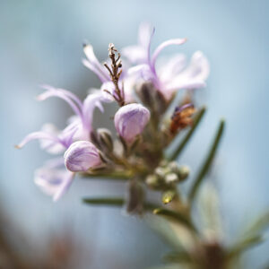 FIORE ROSMARINUS OFFICINALIS, L, ROSMARINO OFFICINALE, LAMIACEAE, MEDITERRANEO - 0254