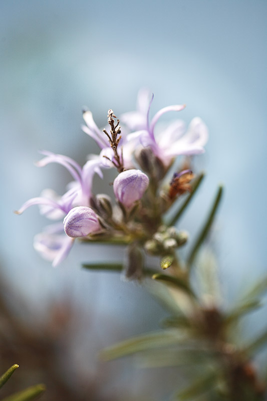 FIORE ROSMARINUS OFFICINALIS, L, ROSMARINO OFFICINALE, LAMIACEAE, MEDITERRANEO - 0254 - immagine 1