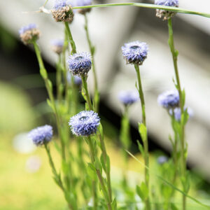 GLOBULARIA PUNCTATA LAPEYR, GLOBULARIA PUNTEGGIATA, GLOBULARIACEAE, EUROPA MERIDIONALE - 4344