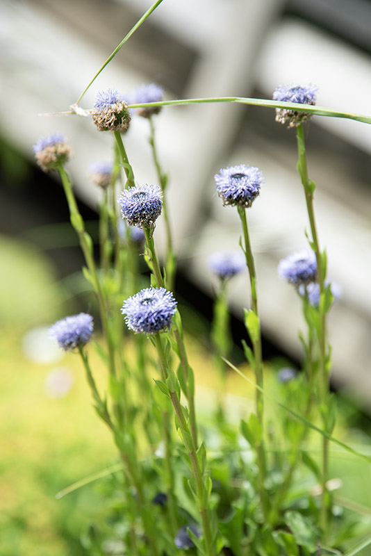 GLOBULARIA PUNCTATA LAPEYR, GLOBULARIA PUNTEGGIATA, GLOBULARIACEAE, EUROPA MERIDIONALE - 4344
