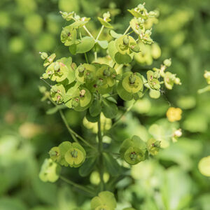 EUPHORBIA AMYGDALOIDES, L, EUFORBIA DELLE FAGGETE, EUPHORBIACEAE - 4349