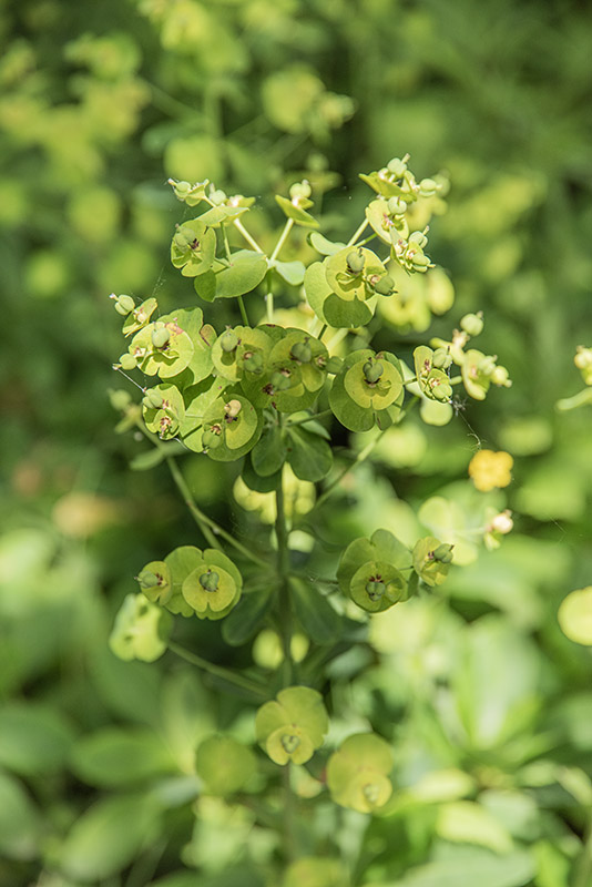 EUPHORBIA AMYGDALOIDES, L, EUFORBIA DELLE FAGGETE, EUPHORBIACEAE - 4349