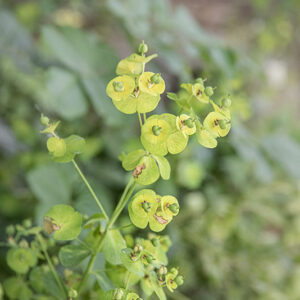 EUPHORBIA AMYGDALOIDES, L, EUFORBIA DELLE FAGGETE, EUPHORBIACEAE - 4354