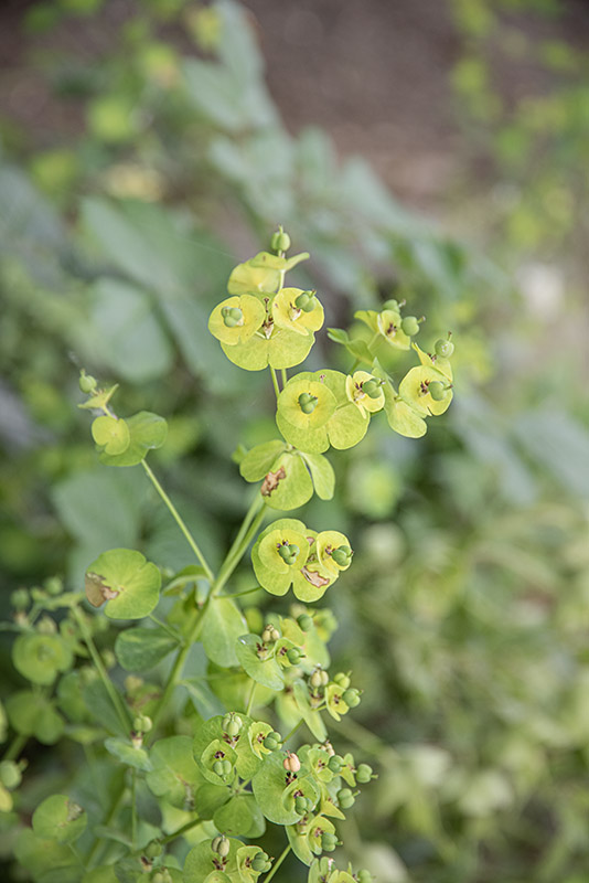 EUPHORBIA AMYGDALOIDES, L, EUFORBIA DELLE FAGGETE, EUPHORBIACEAE - 4354