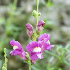POLYPODIUM VULGARE, L, POLIPODIO COMUNE, POLYPODIACEAE, EMISFERO BOREALE - 4360