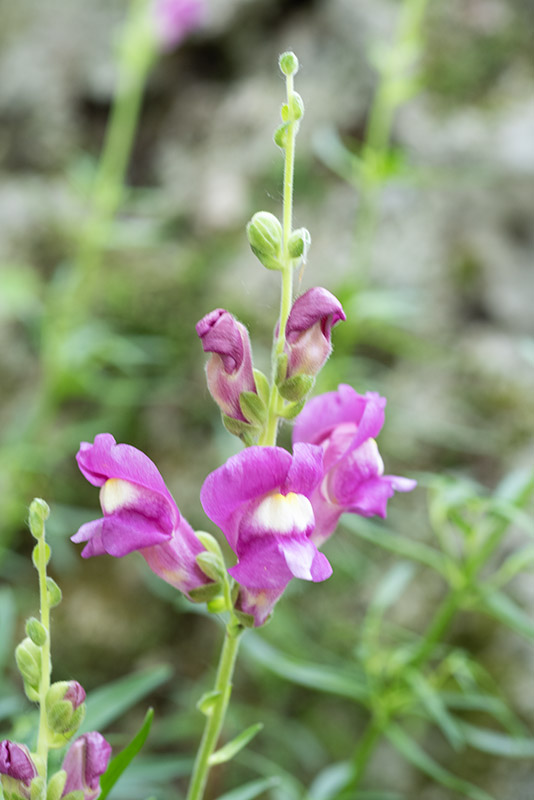 POLYPODIUM VULGARE, L, POLIPODIO COMUNE, POLYPODIACEAE, EMISFERO BOREALE - 4360