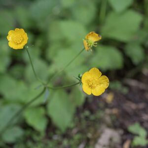 RANUNCULUS REPENS - RANUNCOLACEAE - 4364