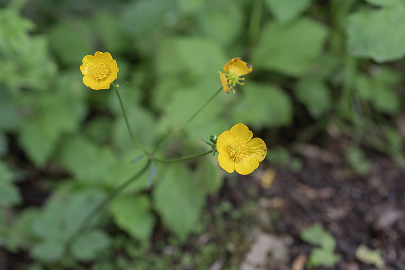 RANUNCULUS REPENS - RANUNCOLACEAE - 4364 - immagine 1