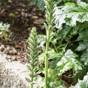 ALLIUM TRIQUETRUM, L, AGLIO TRIQUETRO, THREE-CORNERED LEEK, AMARYLLIADACEAE, MEDITERRANEO - 4399