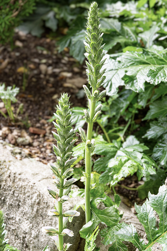 ALLIUM TRIQUETRUM, L, AGLIO TRIQUETRO, THREE-CORNERED LEEK, AMARYLLIADACEAE, MEDITERRANEO - 4399
