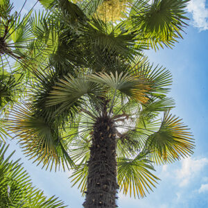 TRACHYCARPUS FORTUNEI, PALMA CINESE, WINDMILL PALM, CHINA, BIRMANIA, ARECACEAE - 4455