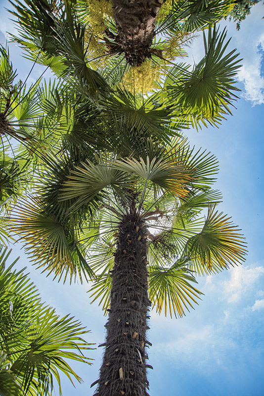 TRACHYCARPUS FORTUNEI, PALMA CINESE, WINDMILL PALM, CHINA, BIRMANIA, ARECACEAE - 4455