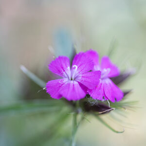 DIANTHUS BARBATUS, L, GAROFANO MONTANO, CARYOPHYLLACEAE, EUROPA CENTRALE - 4568