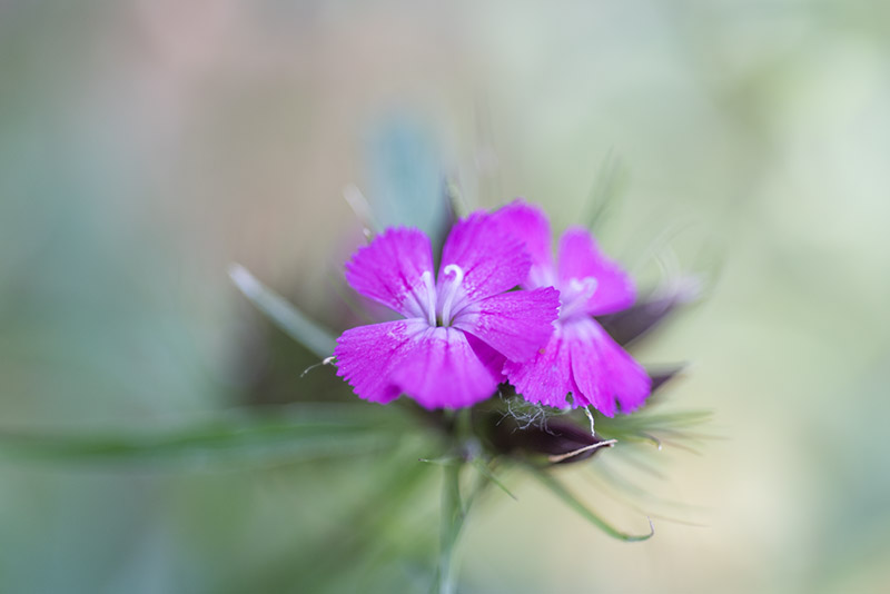 DIANTHUS BARBATUS, L, GAROFANO MONTANO, CARYOPHYLLACEAE, EUROPA CENTRALE - 4568 - immagine 1