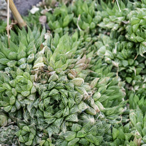 AGAVE VICTORIAE-REGINAE, AGAVACEAE - 4659