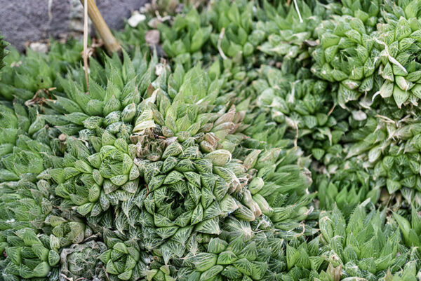 AGAVE VICTORIAE-REGINAE, AGAVACEAE - 4659