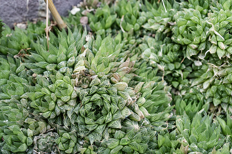 AGAVE VICTORIAE-REGINAE, AGAVACEAE - 4659 - immagine 1