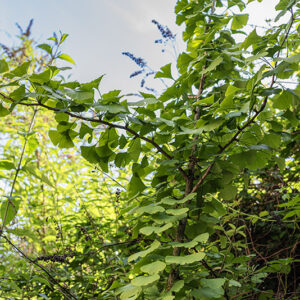GINKO BILOBA, L, GINKGO, MAIDENHAIR TREE, SILVER APRICOT, CHINA, GINKGOACEAE - 4674