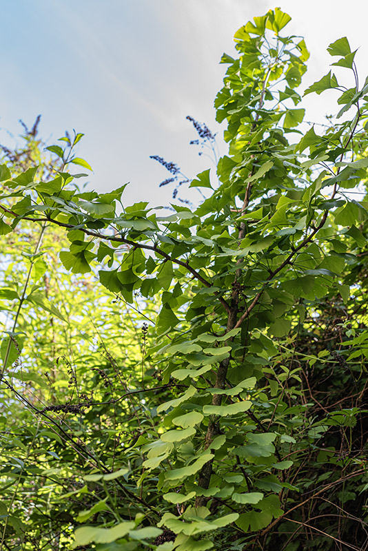 GINKO BILOBA, L, GINKGO, MAIDENHAIR TREE, SILVER APRICOT, CHINA, GINKGOACEAE - 4674