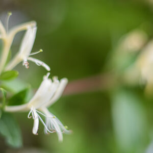 CAPRIFOLIO - CAPRIFOGLIACEAE - 5649