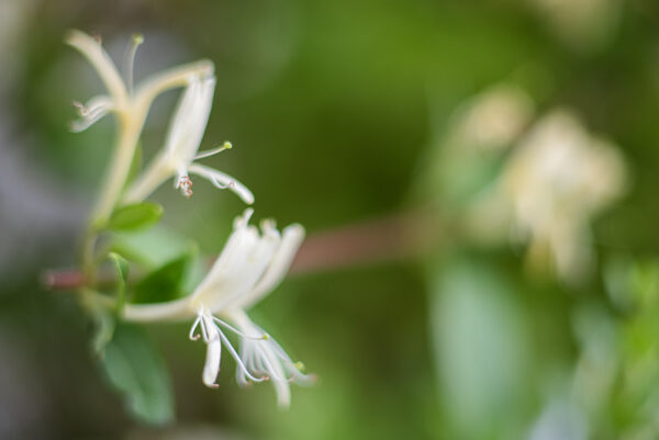 CAPRIFOLIO - CAPRIFOGLIACEAE - 5649