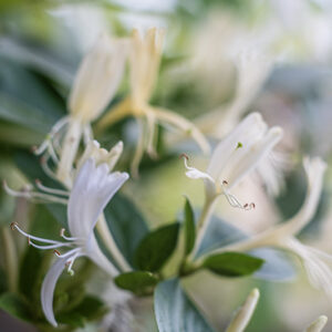 CAPRIFOGLIO - JAPONICA HALLIANA - CAPRIFOLIACEAE - 5652
