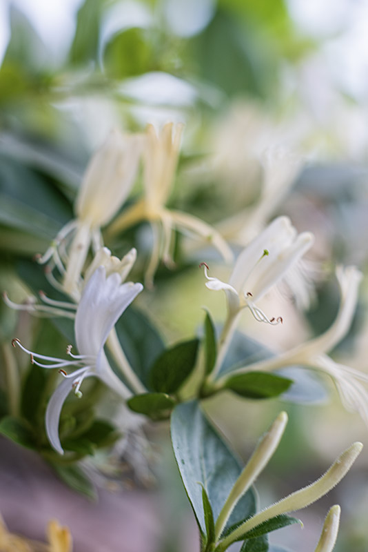 CAPRIFOGLIO - JAPONICA HALLIANA - CAPRIFOLIACEAE - 5652