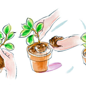 PEPEROMIA MAGNOLIAEFOLIA - 9949