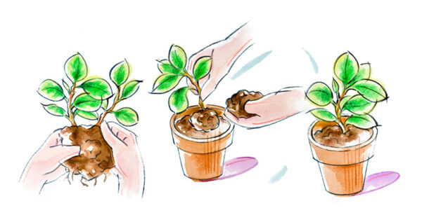 PEPEROMIA MAGNOLIAEFOLIA - 9949