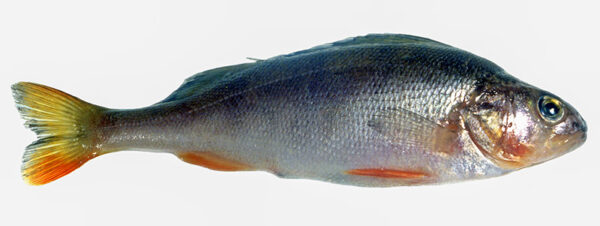 PESCE PERSICO - S08910