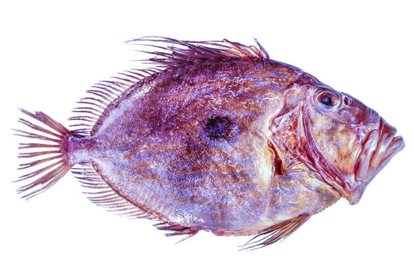 PESCE SAN PIETRO
