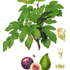 FICHI - FICUS CARICA, FICO COMUNE, MORACEAE, REGIONI MEDITERRANEE, ASIA - 1426