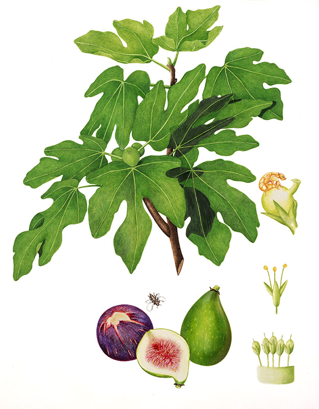 FICHI - FICUS CARICA, FICO COMUNE, MORACEAE, REGIONI MEDITERRANEE, ASIA - 1426 - immagine 1