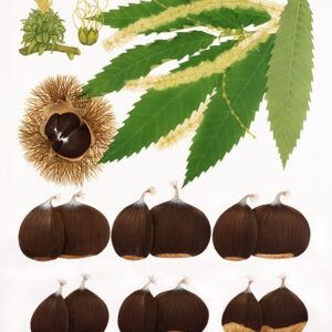 CASTAGNE, CASTAGNO, CASTANEA SATIVA, FAGACEAE – 1427