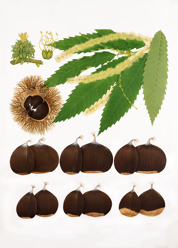 CASTAGNE, CASTAGNO, CASTANEA SATIVA, FAGACEAE – 1427